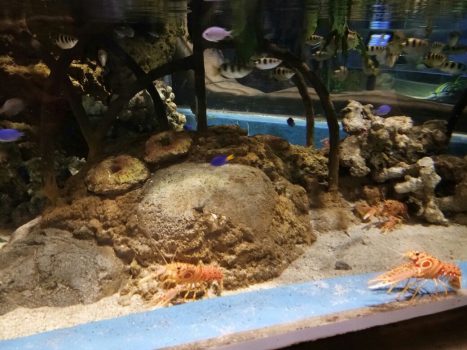 jakarta aquarium