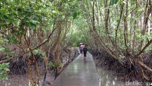 Hutan Mangrove Bali 