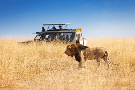 Dengan Budget Terbatas, Ternyata Kamu Tetap Bisa Wisata Safari di Afrika!