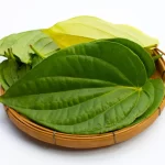 7 Manfaat Daun Sirih untuk Kesehatan Kewanitaan yang Perlu Diketahui