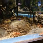 Nikmati Suasana Laut di Jakarta Aquarium