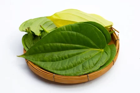 manfaat daun sirih